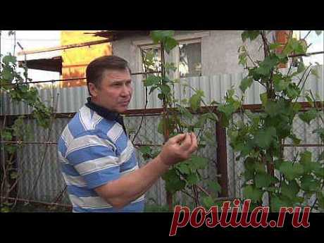 Как пасынковать виноград.