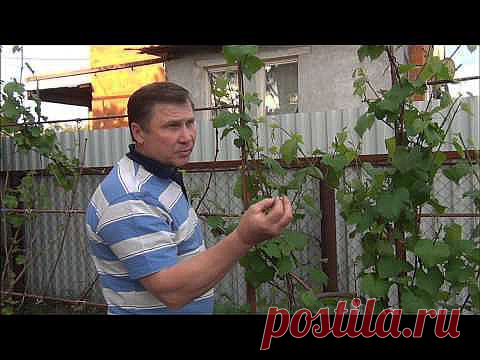 Как пасынковать виноград.