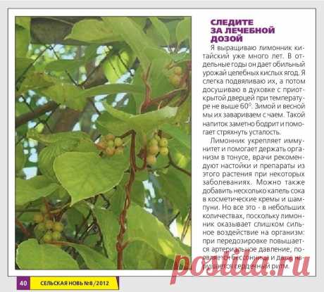 Лимонник китайский. Следите за лечебной дозой