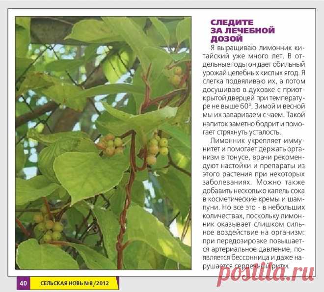 Лимонник китайский. Следите за лечебной дозой