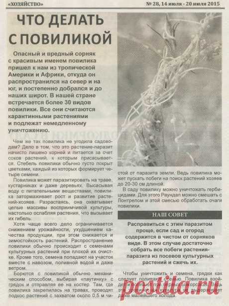 Что делать с повиликой