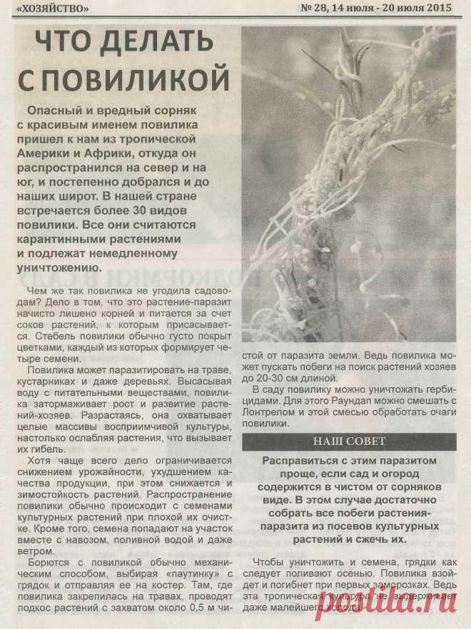 Что делать с повиликой