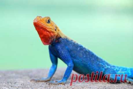 Красноголовая горная агама