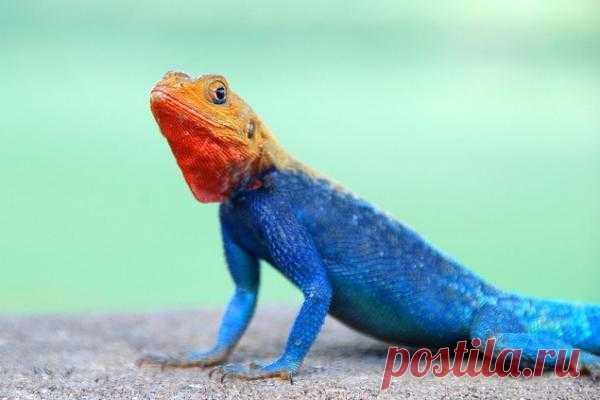 Красноголовая горная агама