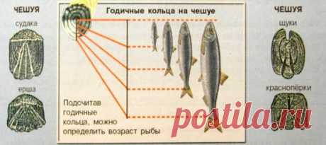 Сколько лет живут рыбы – интересная информация, о которой вы могли не знать | Рыбалка-БЛОГ  | Яндекс Дзен