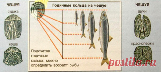 Сколько лет живут рыбы – интересная информация, о которой вы могли не знать | Рыбалка-БЛОГ  | Яндекс Дзен