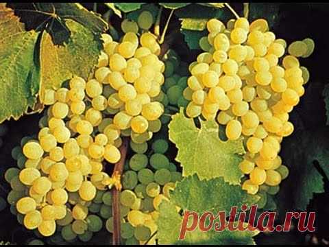 САД и ОГОРОД | Записи в рубрике САД и ОГОРОД | Дневник Belenaya
