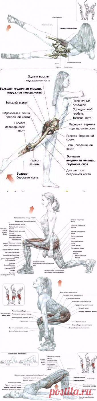 Все о тренинге ягодиц‼