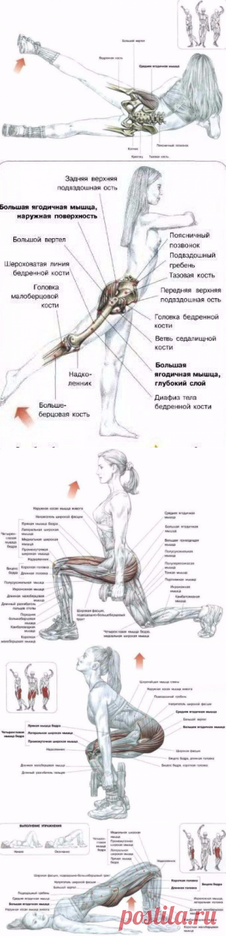 Все о тренинге ягодиц‼