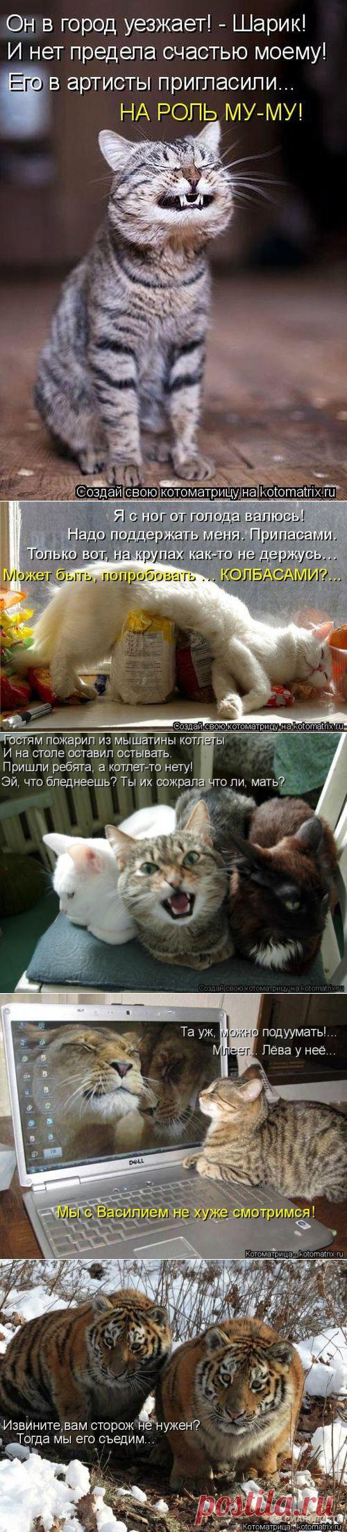 Просто повезло (котоматрица)