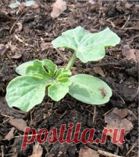 Выращивание рассады арбуза | ВО САДУ И В ОГОРОДЕ Выращивание рассады арбуза - рекомендации: выбор районированного сорта, подготовка семян, почвы для посадки, выращивание рассады, основной уход за культурой