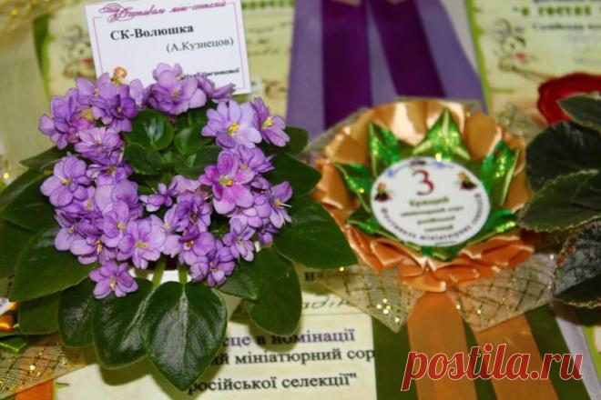 - Просмотр темы - Фестиваль мініатюрних сенполій " В гостях у Дюймовочки"