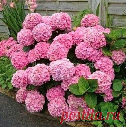Пoдкoрмки для гoртeнзий