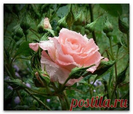 Раскрываем небольшие секреты черенков

Все знают, как в банке с водой можно укоренить черенки. Но не всегда этот метод укоренения бывает удачен. В этом деле есть несколько моментов, от которых напрямую зависит успех.

‣ В непрозрачной посуде корешки образуются гораздо лучше, чем в прозрачной.
‣ Воду при испарении лучше не менять, а доливать.
‣ Если воды слишком много, в нижней части банки мало кислорода, черенки могут загнить.
‣ Важно количество черенков. Жимолость, наприм...