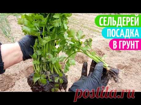 ВАЖНЫЕ Нюансы При Посадке КОРНЕВОГО Сельдерея в Грунт. Садим-сеем.