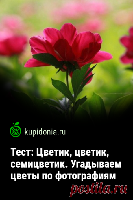 Тест: Цветик, цветик, семицветик. Угадываем цветы по фотографиям. Развлекательный тест с фотографиями о разных цветах. В нём вы встретить как садовые, так и полевые их виды. Не обошли мы вниманием и комнатные растения. Попробуйте ответить правильно на все наши вопросы.
