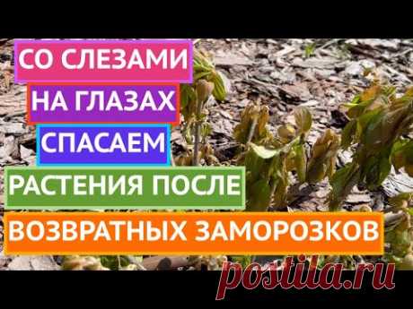 ПОЛОВИНА САДА УНИЧТОЖЕНА! СПАСАЮ ОСТАВШИЕСЯ РАСТЕНИЯ!