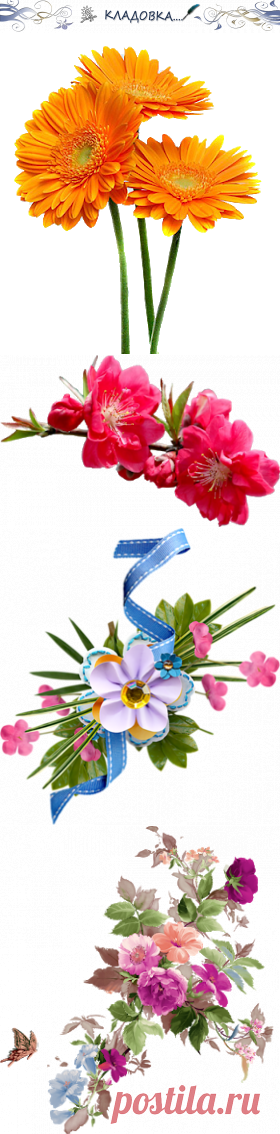 Кладовка...: Цветы с ножками(веточками) - png - на прозрачном фоне