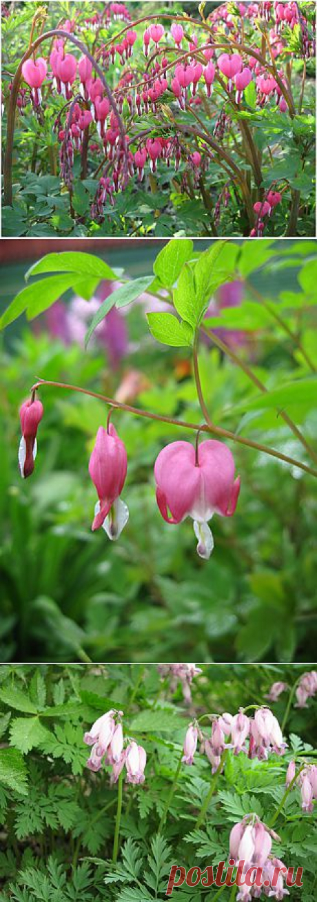 Дицентра великолепная (разбитое сердце)(Dicentra) | ОГОРОД БЕЗ ХЛОПОТ