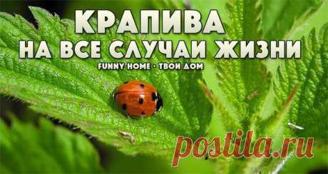 &gt;КРАПИВА НА ВСЕ СЛУЧАИ ЖИЗНИ.