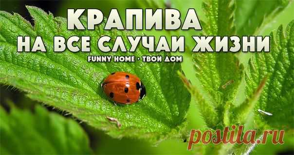 >КРАПИВА НА ВСЕ СЛУЧАИ ЖИЗНИ.