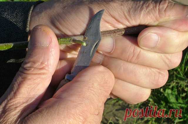 Летняя прививка плодовых: как правильно делать окулировку — 6 соток