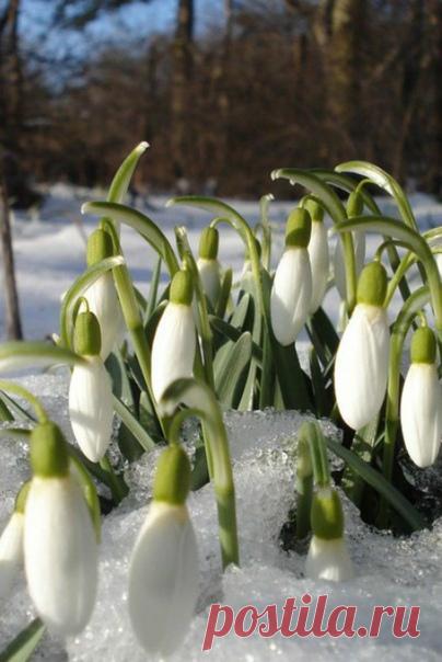 Весна, ранняя, серая, странная, когда кажется: ничего больше не будет: ни лета, ни осени — только вот это молчание предснежное, преддождевое, серое небо, перламутровое, с тонкими переливами акварельными на горизонте….

Никки Каллен