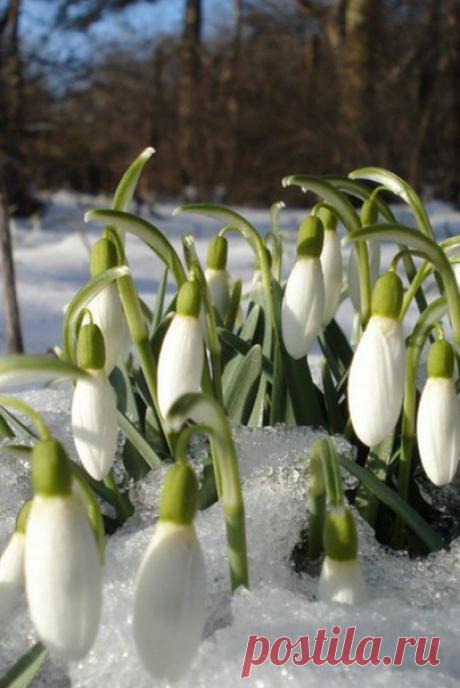 Весна, ранняя, серая, странная, когда кажется: ничего больше не будет: ни лета, ни осени — только вот это молчание предснежное, преддождевое, серое небо, перламутровое, с тонкими переливами акварельными на горизонте….
Никки Каллен