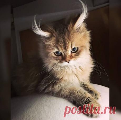 23 шикарных метиса домашних животных, над которыми природа колдовала по-особенному