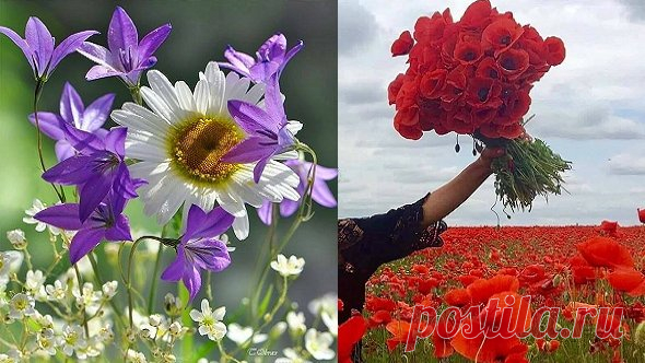 В тебе цветёт то, что ты поливаешь. 
Эльчин Сафарли

Нежность,любовь,жизнь,красота,гармония. Пусть цветет Красота Природы!! ... Всё надо беречь ... пока ОНО ЕСТЬ ! .
Как прекрасен этот мир... Хочется пройтись там и подышать...Нужно жить!!!
У доброго человека преумножается красота,у злого-уродство.