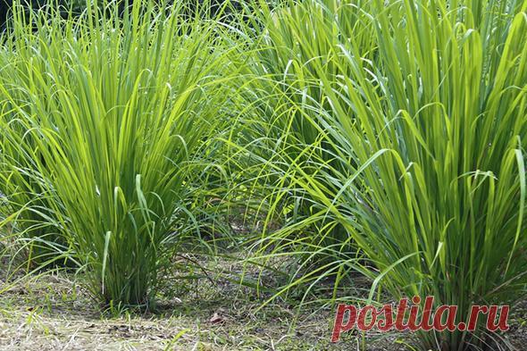 Выращивание лемонграсса в Подмосковье: посадка и уход