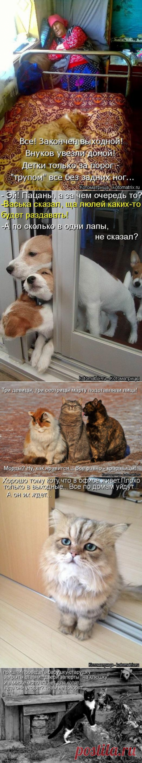 Лучшие котоматрицы недели (50 фото) » Триникси