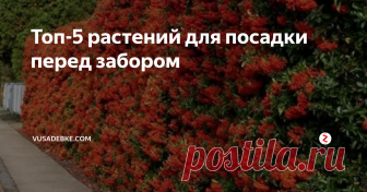 Топ-5 растений для посадки перед забором  Заборы обрамляют любой участок. Они не только оберегают территорию от чужих взглядов, непрошеных гостей, но и служат украшением территории.
Чтобы улучшить эстетичный вид с уличной стороны ограды, высаживают декоративные растения – обычные прямостоячие кустарники или вьющиеся цветы. Такое решение позволит сохранить семейный бюджет и обновить собственное жилище. Для озеленения предпочитают высаживат