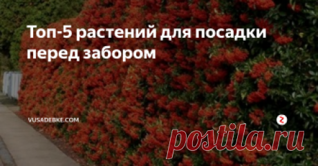 Топ-5 растений для посадки перед забором  Заборы обрамляют любой участок. Они не только оберегают территорию от чужих взглядов, непрошеных гостей, но и служат украшением территории.
Чтобы улучшить эстетичный вид с уличной стороны ограды, высаживают декоративные растения – обычные прямостоячие кустарники или вьющиеся цветы. Такое решение позволит сохранить семейный бюджет и обновить собственное жилище. Для озеленения предпочитают высаживат