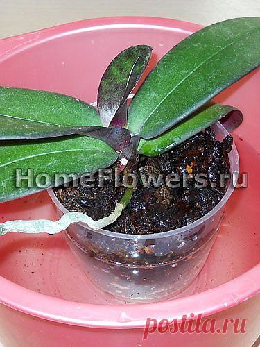 Корни орхидей - Комнатные цветы и растения на HomeFlowers.ru