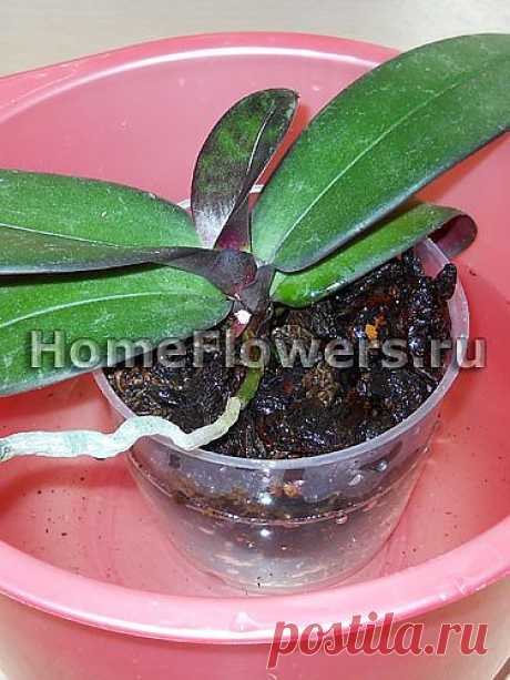 Корни орхидей - Комнатные цветы и растения на HomeFlowers.ru