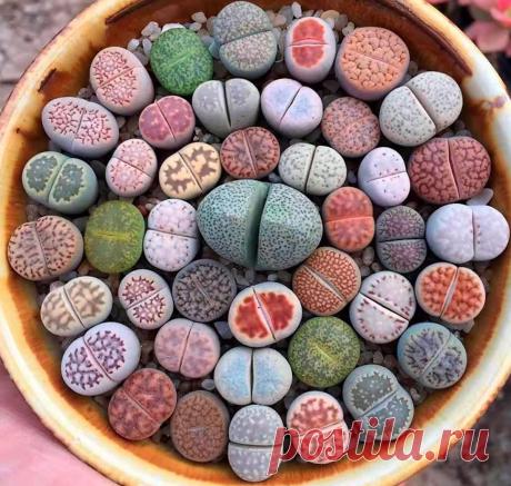 Литопс: уход в домашних условиях, пересадка и размножение, виды Суккулентное растение литопс (Lithops), которое в народе называют «живым камнем», является представителем семейства Аизовые. В природе оно предпочитает расти на известняковом, гранитном и скалистом обезвоженном грунте.