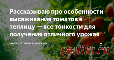 Рассказываю про особенности высаживания томатов в теплицу — все тонкости для получения отличного урожая Выращивание овощей в теплице становится все более популярным в последнее время. Ведь так можно собирать урожай, несмотря на погодные условия за окном и время года. Но, чтобы в теплице круглый год выращивать помидоры, необходимо все грамотно продумать. Как это сделать и на что обратить внимание при выращивании томатов в теплице, я и расскажу в этой статье. Сроки высевания...