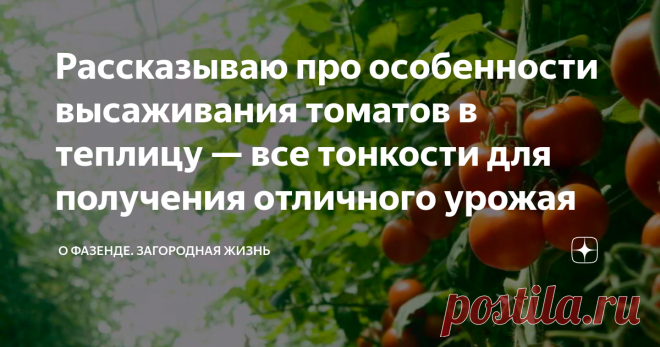 Рассказываю про особенности высаживания томатов в теплицу — все тонкости для получения отличного урожая Выращивание овощей в теплице становится все более популярным в последнее время. Ведь так можно собирать урожай, несмотря на погодные условия за окном и время года. Но, чтобы в теплице круглый год выращивать помидоры, необходимо все грамотно продумать. Как это сделать и на что обратить внимание при выращивании томатов в теплице, я и расскажу в этой статье. Сроки высевания...