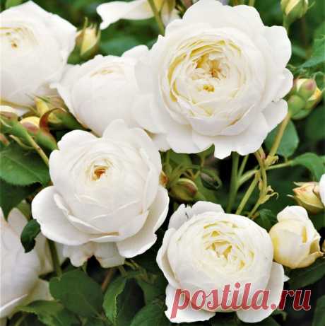 Rosa Trepadeira cor Branca Flores em Cachos A Rosa Trepadeira de cor Branca produz belas flores de tamanho médio em cachos! Rosas trepadeiras são hibridas que foram desenvolvidas para função de trepadeira. Os galhos são mais flexíveis, mas as características da flor (beleza e perfume) se mantém. Seus ramos chegam a atingir mais de 6m de comprimento e ficam repletos de rosas. Florescem diversas vezes na primavera, verão e outono, dando um intervalo no inverno. Os ramos pode...