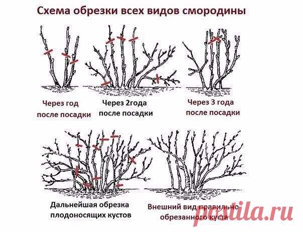 10 золотых правил обрезки чёрной смородины