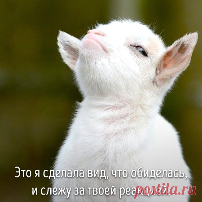 20 животных, которые ведут себя совсем как я / Питомцы