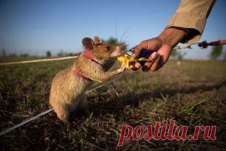 Гамбийские крысы-саперы!