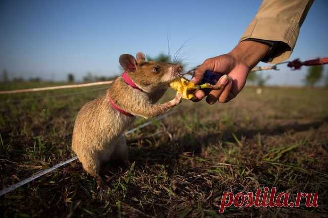 Гамбийские крысы-саперы!
