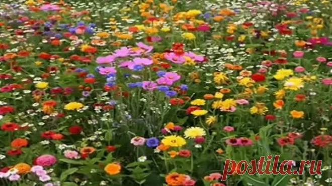 Я иду тебе навстречу. ВИА 