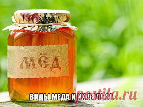 Виды меда и их польза