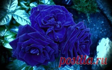 БАРХАТНЫЕ РОЗЫ - ГОРДОСТЬ САДА