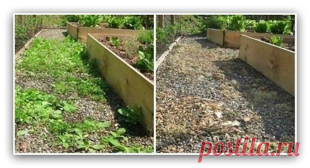 Уничтожить сорняки - Садоводка