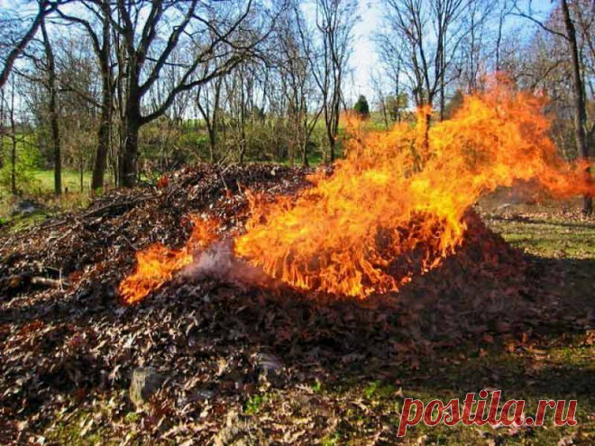 Можно ли сжигать опавшую листву весной?