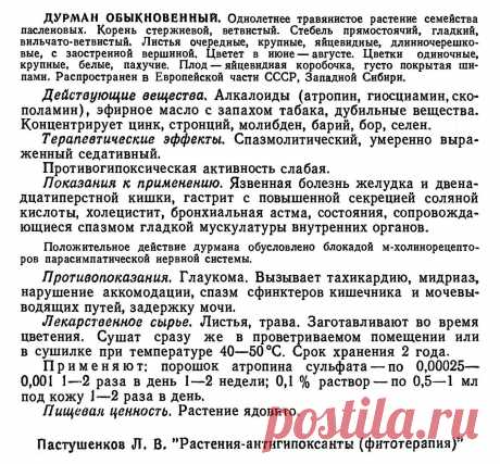 Дурман обыкновенный